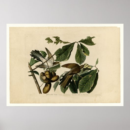 Cuckoo_Audubon met geelbuik Poster (Voorkant)