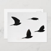 Cuckoo-briefkaart Briefkaart (Voorkant / Achterkant)