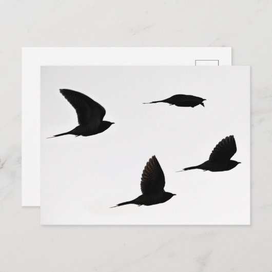 Cuckoo-briefkaart Briefkaart (Voorkant / Achterkant)