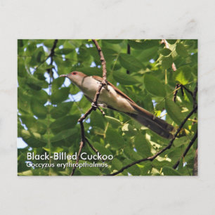 Cuckoo-Briefkaart met zwarte vulling Briefkaart