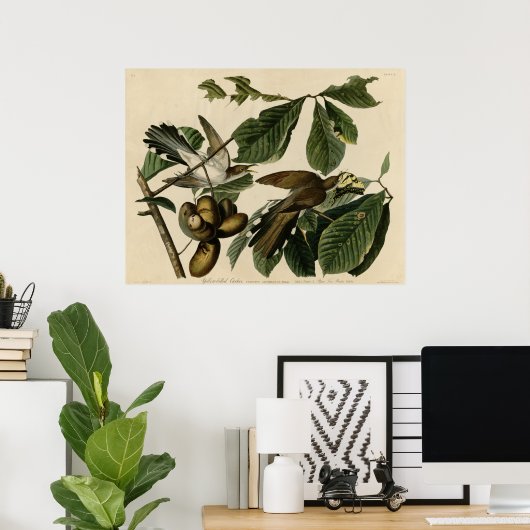 Cuckoo de vogels van Amerika Audubon Poster (Thuiskantoor)