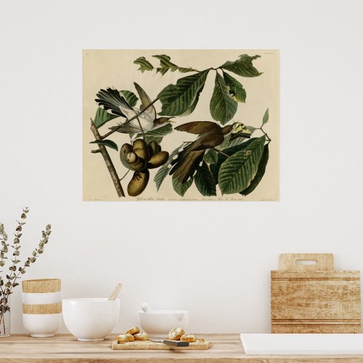 Cuckoo de vogels van Amerika Audubon Poster (Keuken)