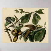 Cuckoo de vogels van Amerika Audubon Poster (Voorkant)