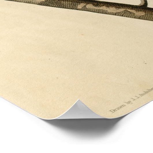 Cuckoo de vogels van Amerika Audubon Poster (Hoek)