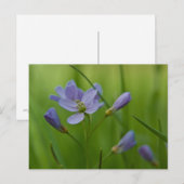 Cuckoo Flower Briefkaart (Voorkant / Achterkant)