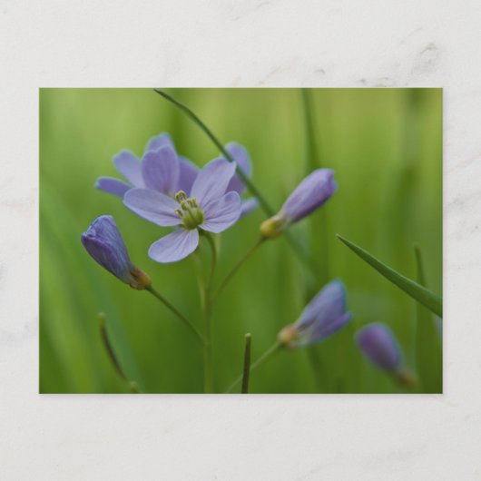 Cuckoo Flower Briefkaart (Voorkant)