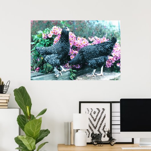 Cuckoo Marans Hens Poster (Thuiskantoor)