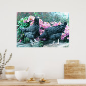 Cuckoo Marans Hens Poster (Keuken)