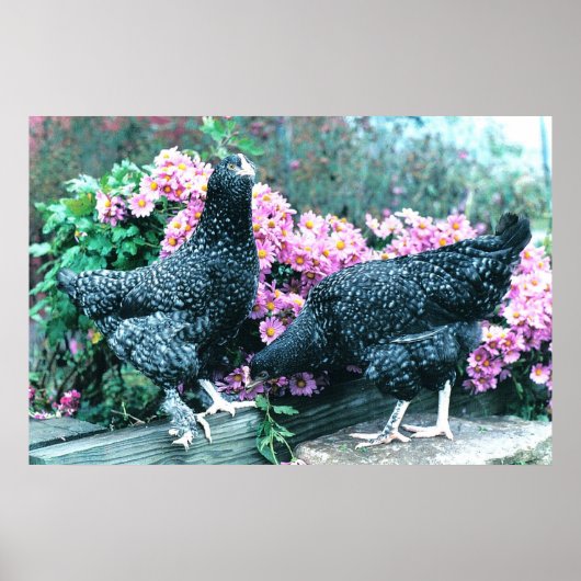 Cuckoo Marans Hens Poster (Voorkant)