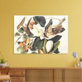 Cuckoo met zwarte buik op Magnolia Grandiflora, 18 Canvas Afdruk (Insitu (Woonkamer))