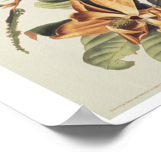 Cuckoo met zwarte buik op Magnolia Grandiflora, 18 Poster (Hoek)