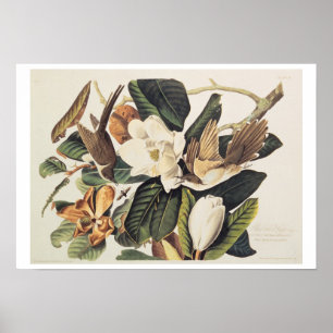 Cuckoo met zwarte buik op Magnolia Grandiflora, 18 Poster