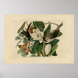 Cuckoo (zwart) - Amerikaanse vogels van Audubon Poster