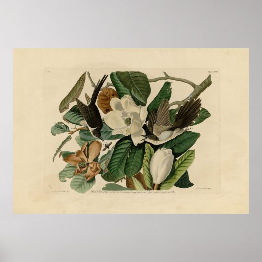 Cuckoo (zwart) - Amerikaanse vogels van Audubon Poster (Voorkant)