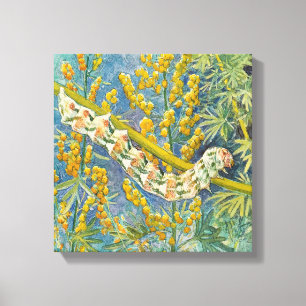 Cucullia Absinthii Wormwood Cateronder Canvas Afdruk