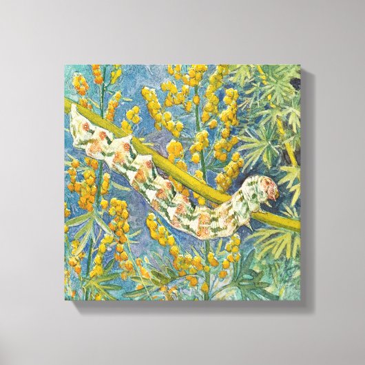 Cucullia Absinthii Wormwood Cateronder Canvas Afdruk (Voorkant)