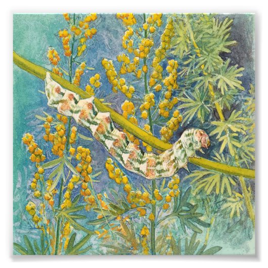 Cucullia Absinthii Wormwood Cateronder Foto Afdruk (Voorkant)