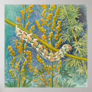Cucullia Absinthii Wormwood Cateronder Poster