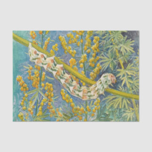 Cucullia Absinthii Wormwood Cateronder Tissuepapier