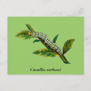 Cucullia verbasci briefkaart