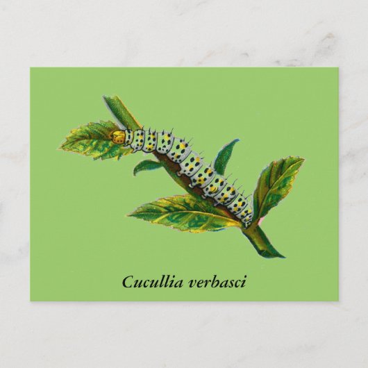 Cucullia verbasci briefkaart (Voorkant)