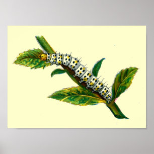 Cucullia verbasci poster