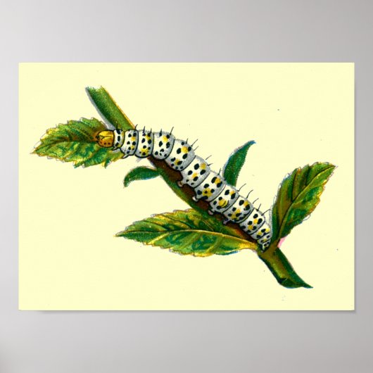 Cucullia verbasci poster (Voorkant)