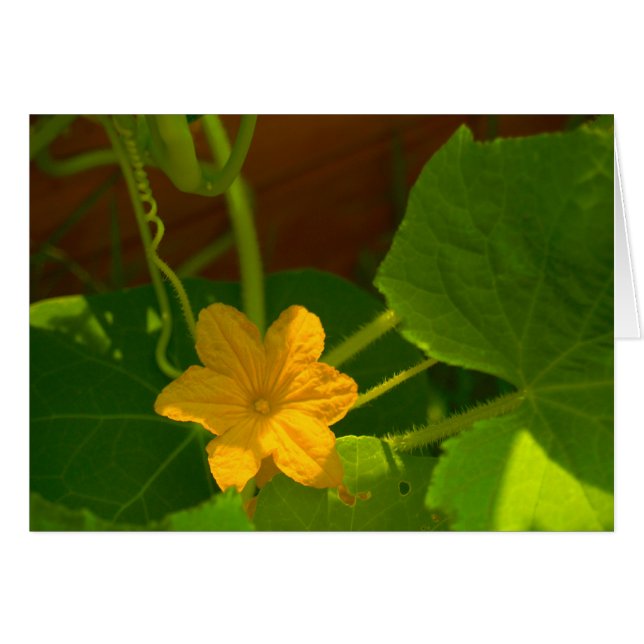 Cucumber Bloom (Voorkant Horizontaal)