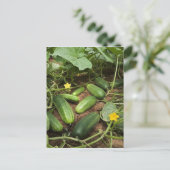 Cucumber Patch Briefkaarten (Staand voorkant)