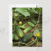 Cucumber Patch Briefkaarten (Voorkant / Achterkant)