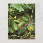 Cucumber Patch Briefkaarten (Voorkant)