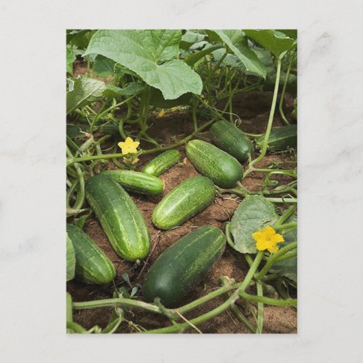 Cucumber Patch Briefkaarten (Voorkant)