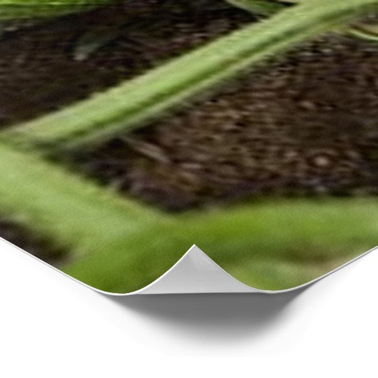 Cucumber Patch Poster (in verschillende formaten) (Hoek)