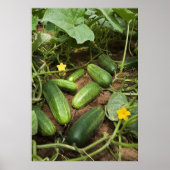 Cucumber Patch Poster (in verschillende formaten) (Voorkant)