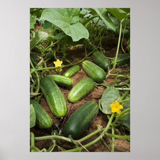 Cucumber Patch Poster (in verschillende formaten) (Voorkant)