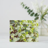 Cucumber Seedlings Briefkaart (Staand voorkant)