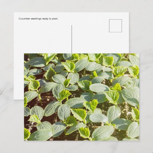 Cucumber Seedlings Briefkaart (Voorkant / Achterkant)