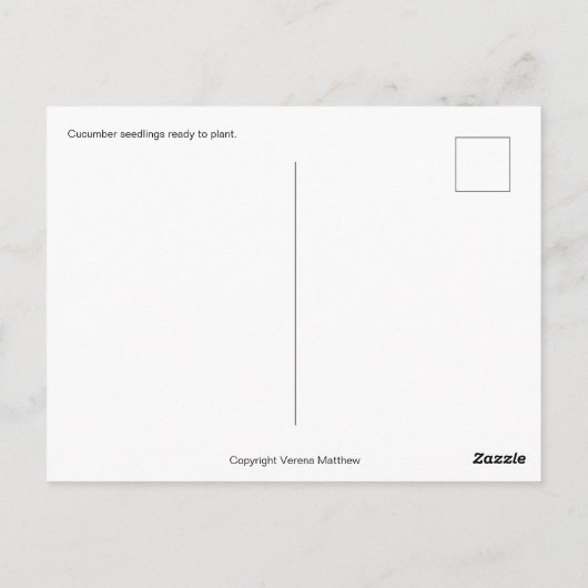 Cucumber Seedlings Briefkaart (Achterkant)