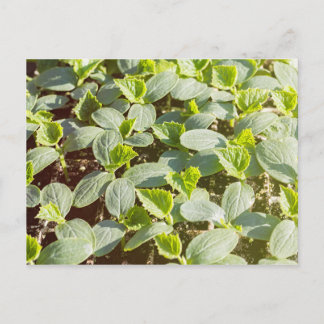 Cucumber Seedlings Briefkaart