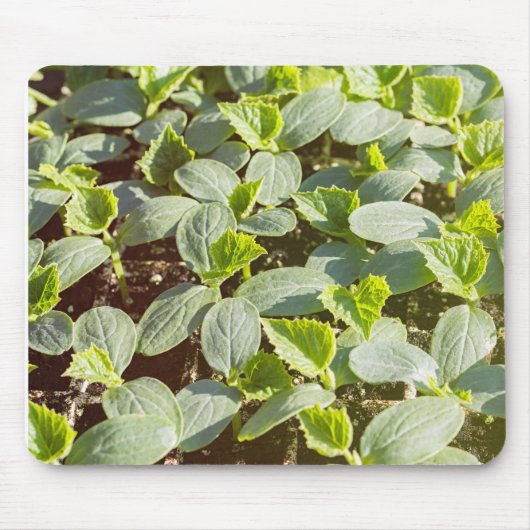 Cucumber Seedlings Muismat (Voorkant)