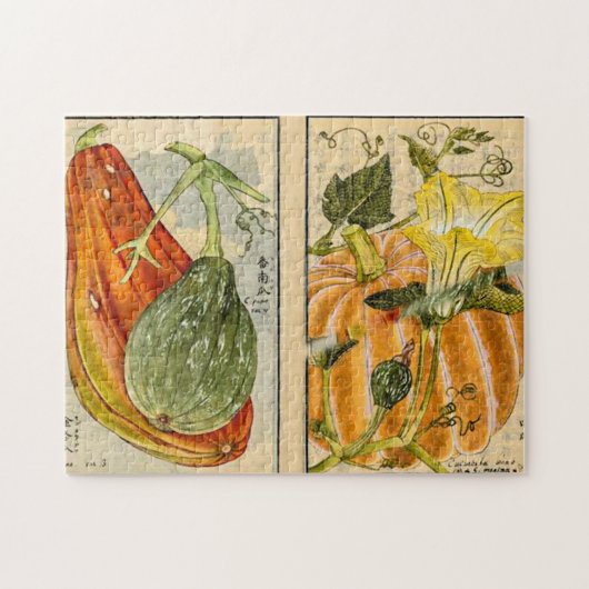 Cucurbita pepo - Seikei Zusetsu Legpuzzel (Horizontaal)