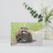 Cuddling-Baby-accoons Briefkaart (Staand voorkant)