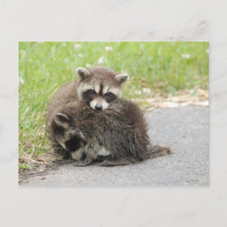 Cuddling-Baby-accoons Briefkaart