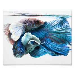Cuddling Dumbo Betta Fish Foto Afdruk