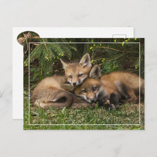 Cuddling Fox Kits Briefkaart (Voorkant / Achterkant)