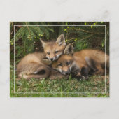 Cuddling Fox Kits Briefkaart (Voorkant)