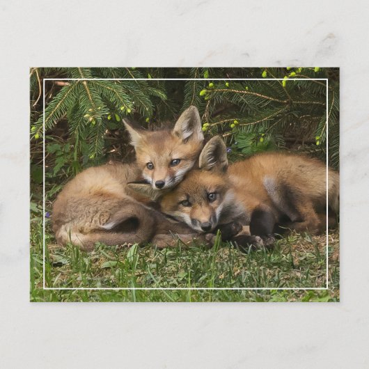 Cuddling Fox Kits Briefkaart (Voorkant)