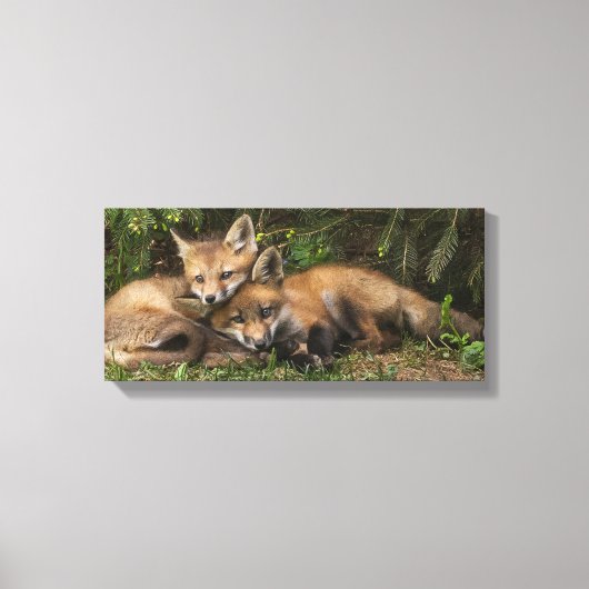Cuddling Fox Kits Canvas Afdruk (Voorkant)