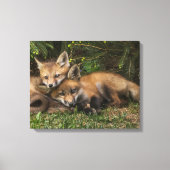 Cuddling Fox Kits Canvas Afdruk (Voorkant)