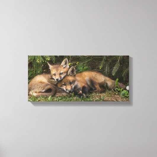 Cuddling Fox Kits Canvas Afdruk (Voorkant)